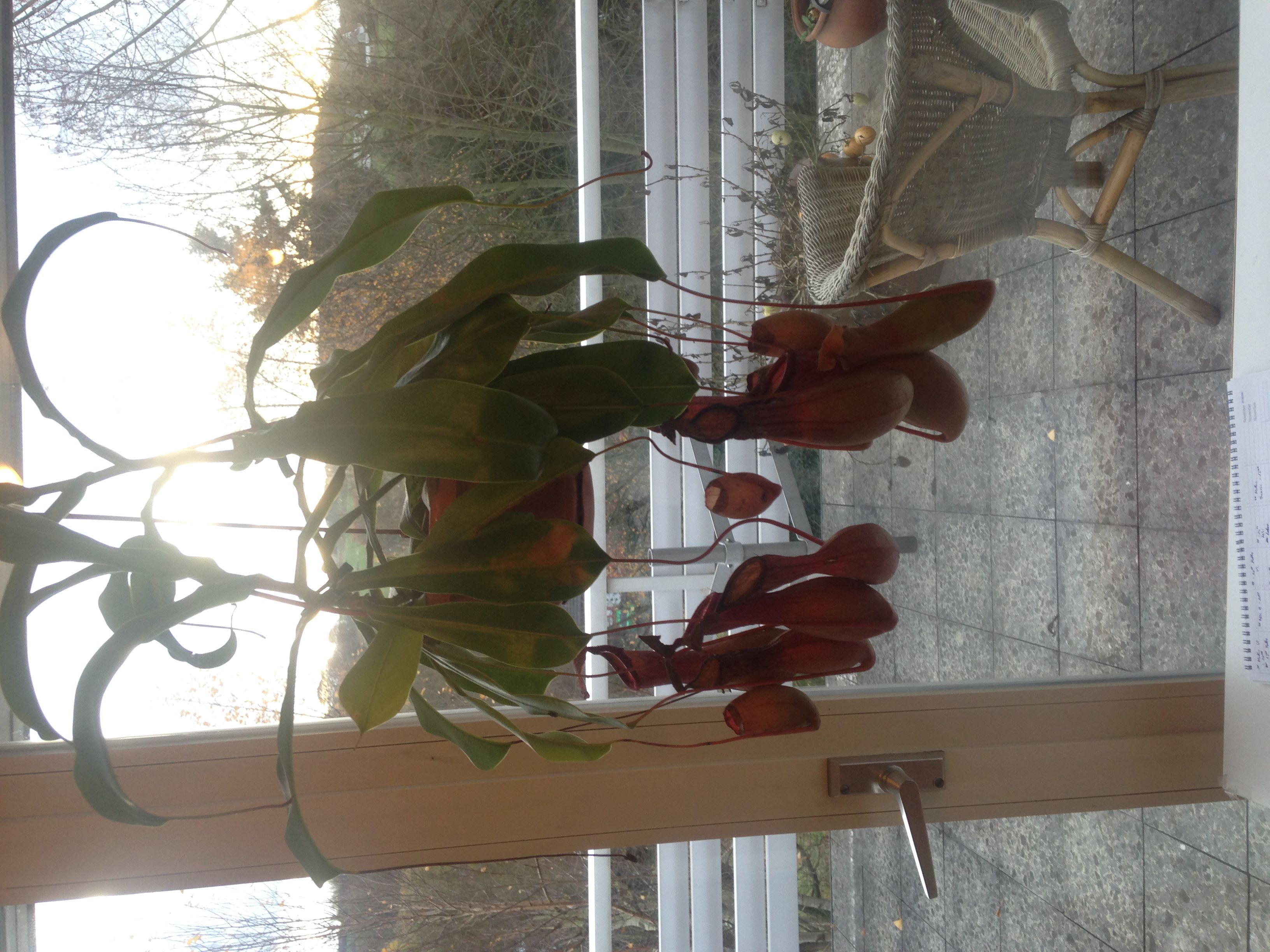 My Nepenthes is dying Tropical Pitcher Plants