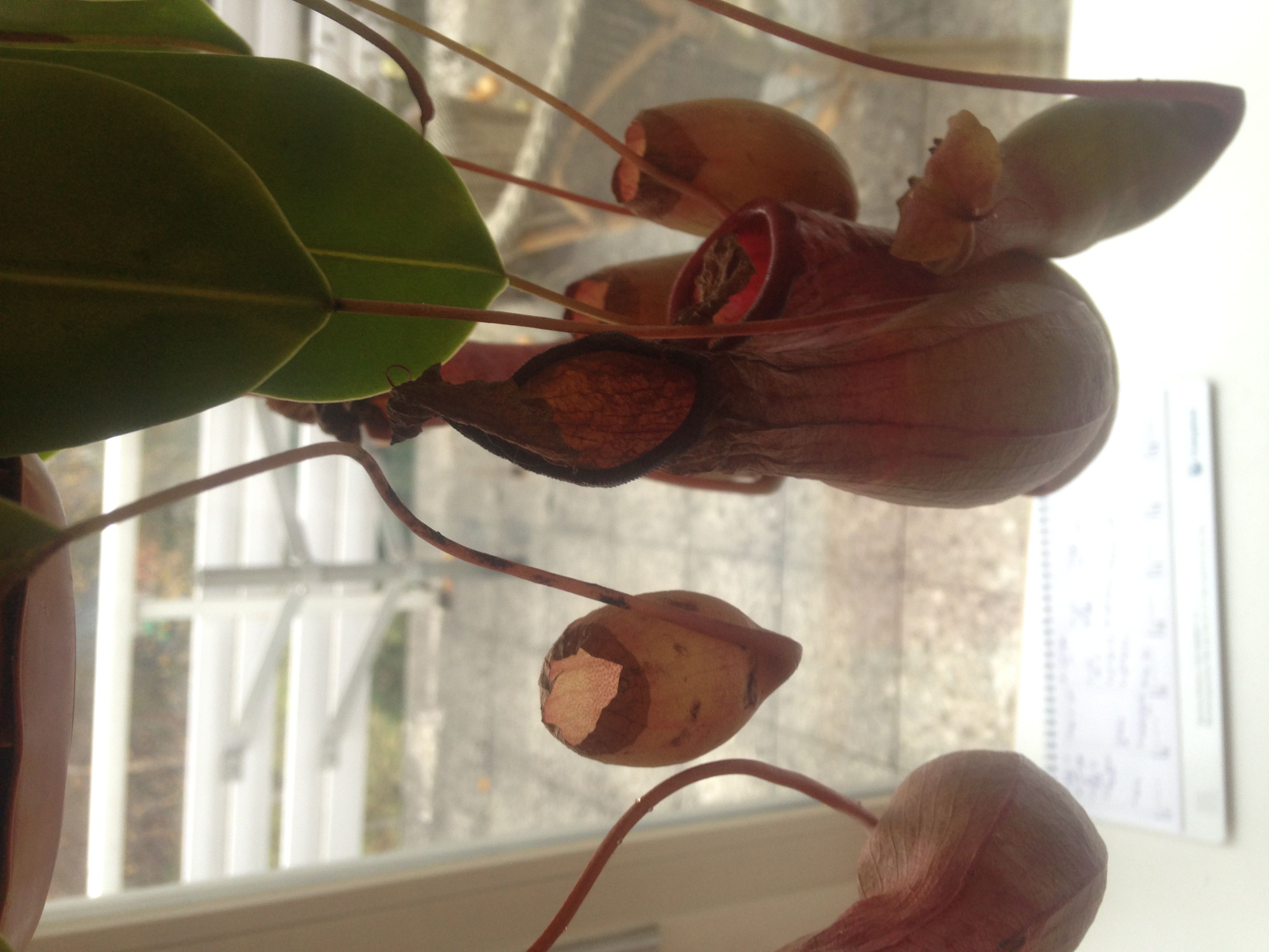 My Nepenthes is dying Tropical Pitcher Plants